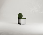 FRAGUA CHAIR S1